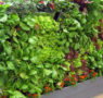 ¿Qué se necesita para que un jardín vertical comestible tenga éxito?