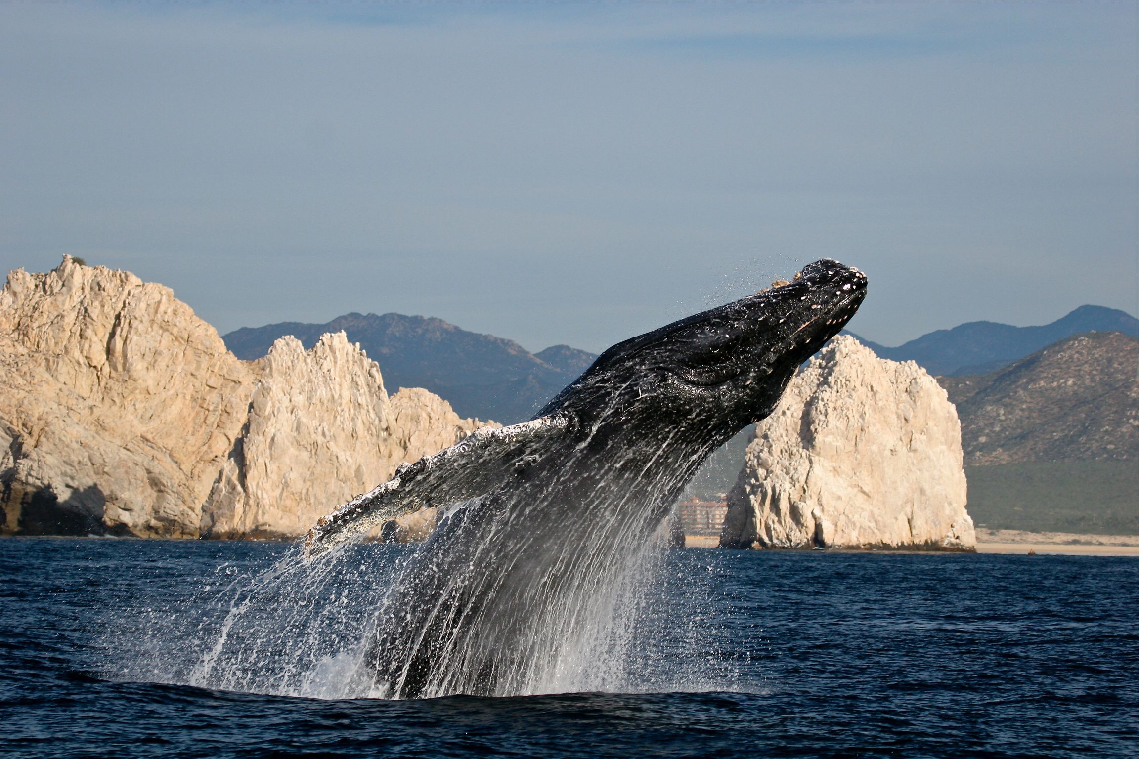 Los Cabos, el mejor destino mexicano para el avistamiento de ballenas 