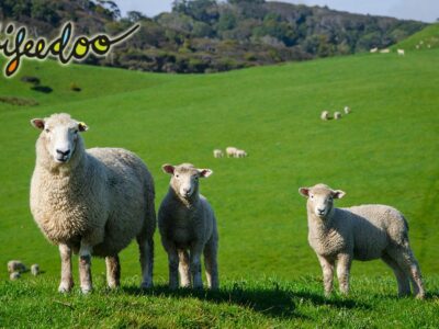 La cría del ganado ovino con pienso ecológico para cordero, según Bifeedoo