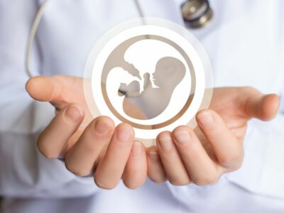 Embriones y útero trabajan en equipo para el éxito de la reproducción asistida