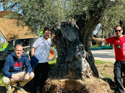 Olivos El Ventorro deja huella en Madrid, plantando un olivo centenario en el emblemático Parque El Retiro