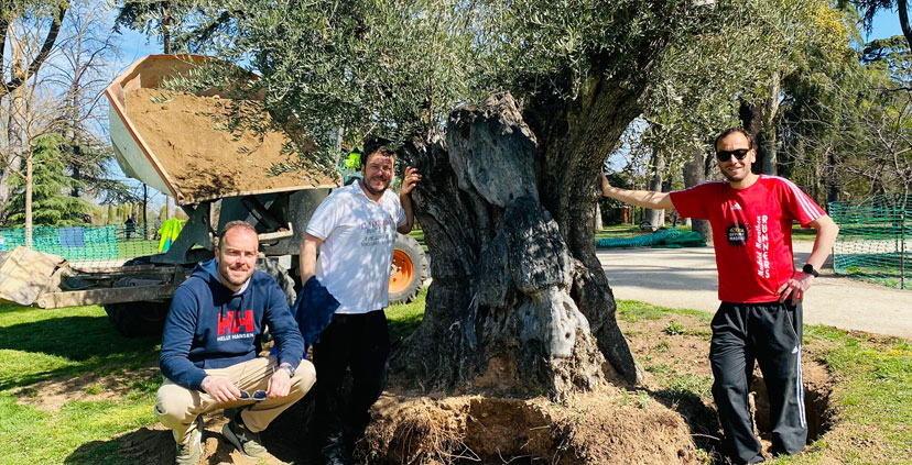 Olivos El Ventorro deja huella en Madrid: Cultiva un olivo milenario en el emblemático Parque El Retiro