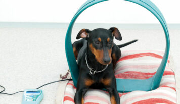 Magnetoterapia veterinaria: innovación en el cuidado de mascotas y animales