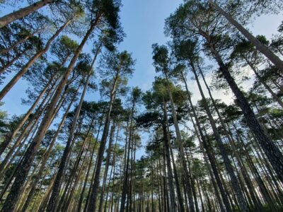 Bosque Innova: un proyecto para crear empleo y emprendimiento verde, revertir la despoblación, promoviendo la gestión forestal y mejorando la biodiversidad en el sistema Ibérico Sur