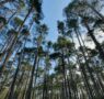 Bosque Innova: un proyecto para crear empleo y emprendimiento verde, revertir la despoblación, promoviendo la gestión forestal y mejorando la biodiversidad en el sistema Ibérico Sur