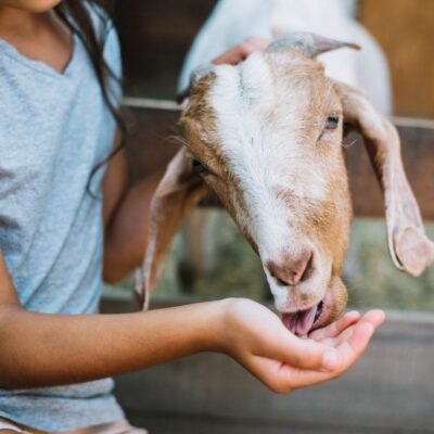 Bifeedoo lidera la transición hacia una ganadería más sostenible con su pienso ecológico para cabras