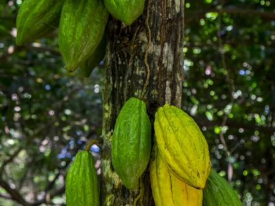 Paccari explica cuál es el proceso para conseguir el chocolate