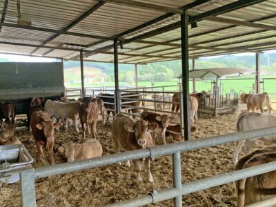 Trece nuevas explotaciones agrícolas en Bizkaia guiadas por LORRA