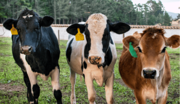 Bifeedoo impulsa la producción de leche con su pienso ecológico para vacas