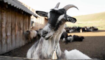 Bifeedoo impulsa la salud y productividad del ganado caprino con pienso ecológico durante la primavera
