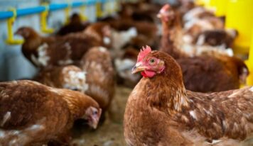 Bifeedoo introduce el pienso ecológico para gallinas para impulsar la producción de huevos durante el verano