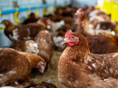 Bifeedoo introduce el pienso ecológico para gallinas para impulsar la producción de huevos durante el verano