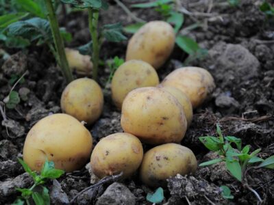 Productos Monti consolida su liderazgo en sostenibilidad alimentaria con una producción 100% orientada a la agricultura ecológica