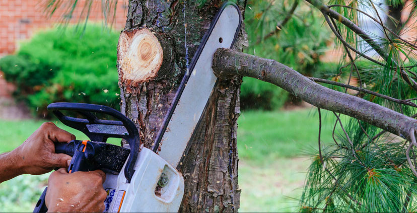 La poda como herramienta de salud y seguridad urbana La poda como herramienta de salud y seguridad urbana