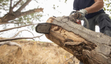 Poda de árboles: momento, técnicas y herramientas adecuadas