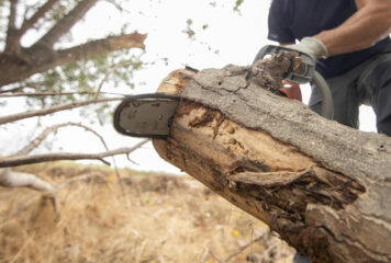 Poda de árboles: momento, técnicas y herramientas adecuadas