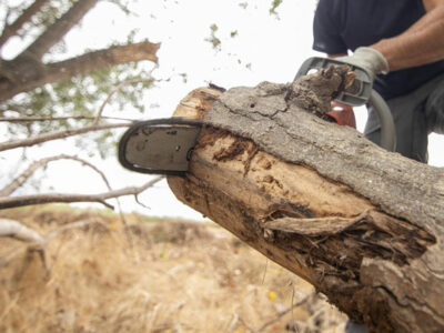 Poda de árboles: momento, técnicas y herramientas adecuadas
