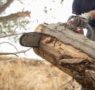 Poda de árboles: momento, técnicas y herramientas adecuadas