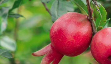 España produce más de 79.000 toneladas de granada, fruta con punicalagina aliada para la astenia otoñal