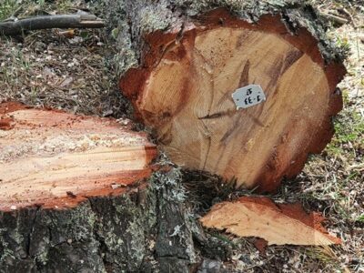 COPADE refuerza su liderazgo como motor del Comercio Justo en España con una nueva apuesta por la comercialización de productos de impacto