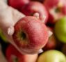 La manzana europea como hilo conductor: energía natural desde el desayuno hasta la cena