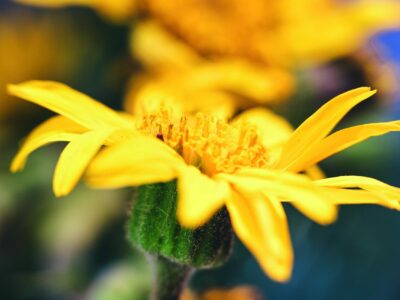 Árnica, un tesoro botánico protegido para preservar su legado milenario