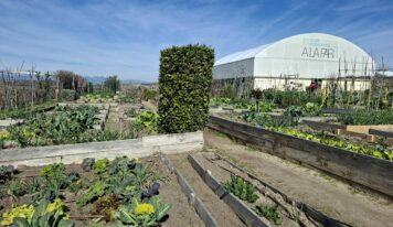 DHL Supply Chain y Fundación A LA PAR inauguran un huerto corporativo solidario para impulsar la inclusión y la sostenibilidad