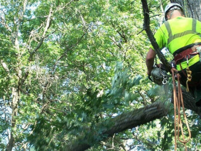 Guía completa de primavera-verano para el arbolado en Madrid