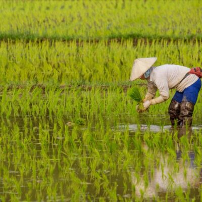 El arroz importado gana terreno en Europa y amenaza la autenticidad de la paella española