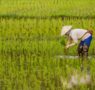 El arroz importado gana terreno en Europa y amenaza la autenticidad de la paella española