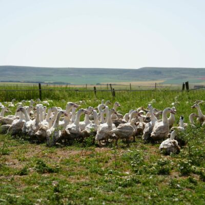 Influencers y periodistas descubren en Palencia el origen del Foie Gras