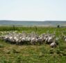 Influencers y periodistas descubren en Palencia el origen del Foie Gras