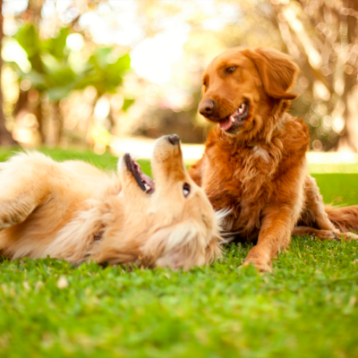 TodoMascota explica cómo adaptar la alimentación del perro ante la llegada del calor para mantener su equilibrio y bienestar