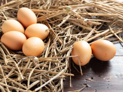 Bifeedoo explica qué necesita una gallina ponedora para una correcta producción de huevos