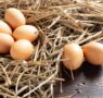 Bifeedoo explica qué necesita una gallina ponedora para una correcta producción de huevos