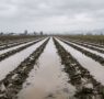 El Super El Niño podría agravar la presión sobre los mercados de materias primas en 2027